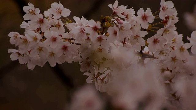 东京尺井公园的樱花视频素材