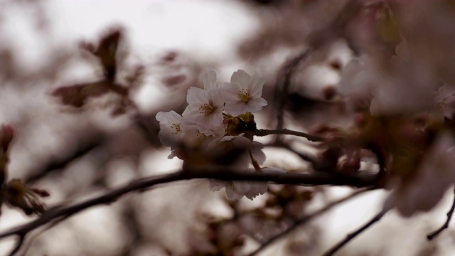 东京尺井公园的樱花视频素材