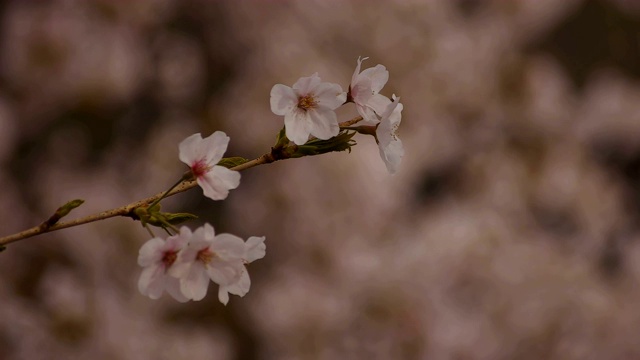 东京尺井公园的樱花视频素材