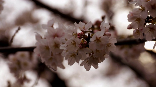 东京尺井公园的樱花视频素材