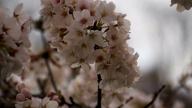 东京尺井公园的樱花视频素材