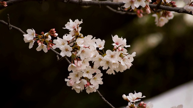 东京尺井公园的樱花视频素材