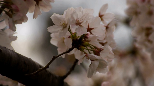 东京尺井公园的樱花视频素材