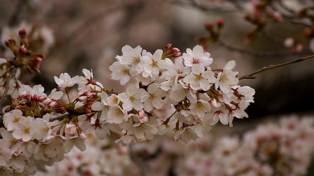 东京尺井公园的樱花视频素材