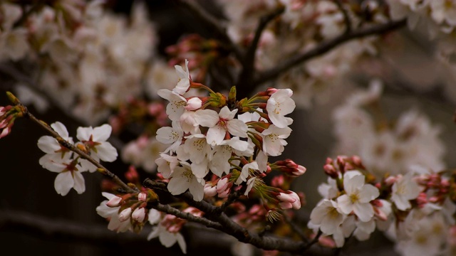 东京尺井公园的樱花视频素材