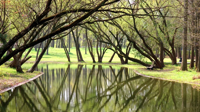 美丽的夏日景观，树映湖，四季变换，艳阳天，夏日公园，4k，慢镜头。视频素材