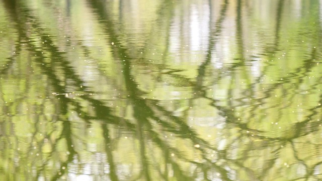 春天的水背景，美丽的树映在绿色的水面上，虫子飞，春天的概念，4k电影，慢镜头。视频素材