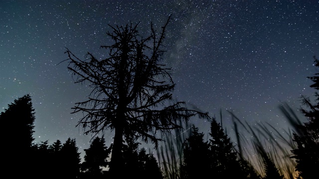 星星的天空和银河的树木森林的剪影在星夜夏季自然天文时间流逝视频素材