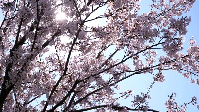 樱花在春天开花。视频素材