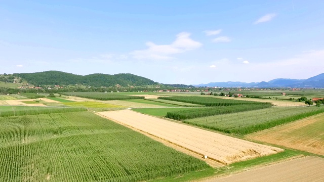 飞过玉米地和麦田视频素材