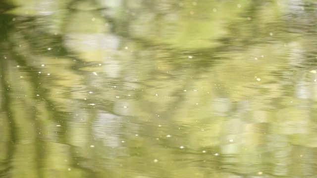 春天的水背景，美丽的树映在绿色的水面上，虫子飞，春天的概念，4k电影，慢镜头。视频素材