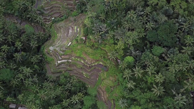 印度尼西亚巴厘岛乌布的Tegalalang梯田- 4K空中库存镜头视频素材