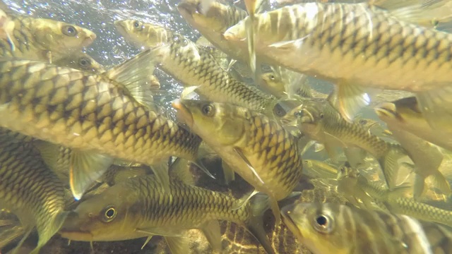 两种鱼类的鱼群在类似的地方游泳-细长的带刺鱼(rasbora daniconius)和侧条纹的带刺鱼(Systomus pleurotaenia)斯里兰卡特有，辛哈拉加森林保护区视频素材