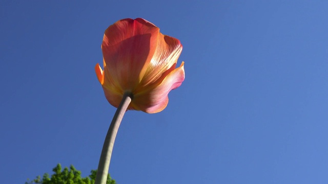 一个橙色的郁金香花，低角度的视图视频素材