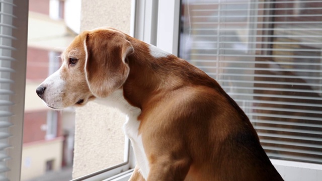 小猎犬望着窗外视频素材