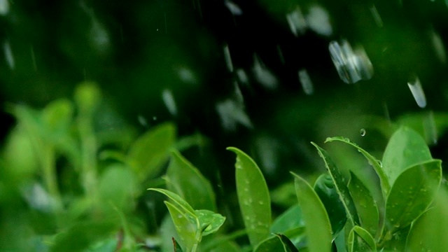 树叶灌木在大雨天树枝视频素材