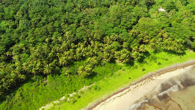 空中出口/全景图:被海浪袭击海岸的森林覆盖的岛屿-尼加拉瓜的小玉米岛视频素材