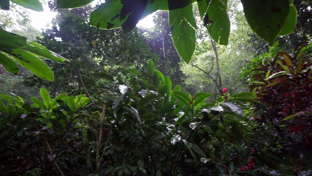 在绿色热带森林的雨盘-瓦努瓦，斐济视频素材