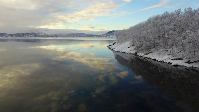 空中降落:挪威罗浮敦水边令人惊叹的白雪覆盖的松树视频素材