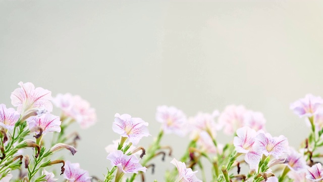 可爱的牵牛花在悬挂的花盆在风中移动视频素材