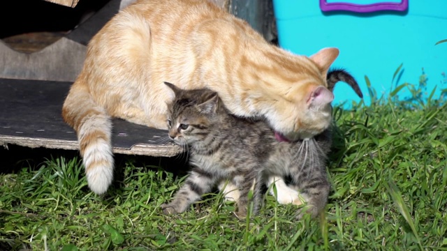 可爱的小猫和猫妈妈在时间流逝和慢动作视频素材