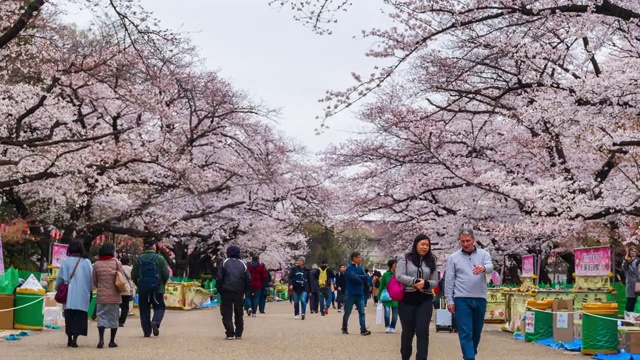 上野公园樱花节的时间间隔。上野公园是日本东京最好的地方之一视频素材