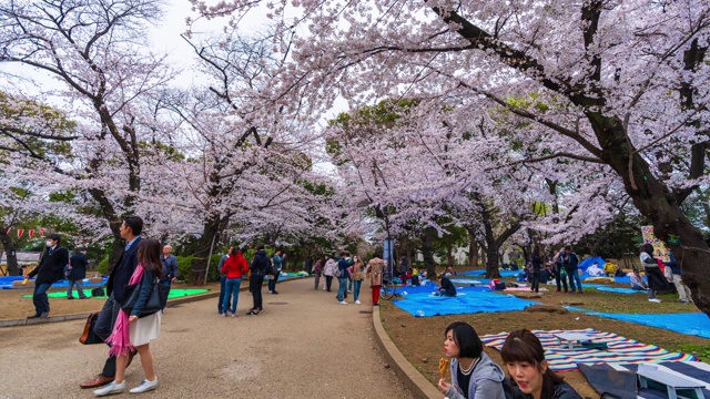 上野公园樱花节的时间间隔。上野公园是日本东京最好的地方之一视频素材