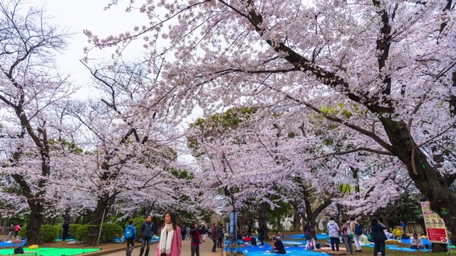 上野公园樱花节的时间间隔。上野公园是日本东京最好的地方之一视频素材