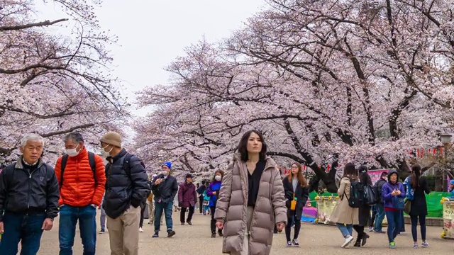 上野公园樱花节的时间间隔。上野公园是日本东京最好的地方之一视频素材