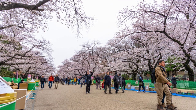 上野公园樱花节的时间间隔。上野公园是日本东京最好的地方之一视频素材