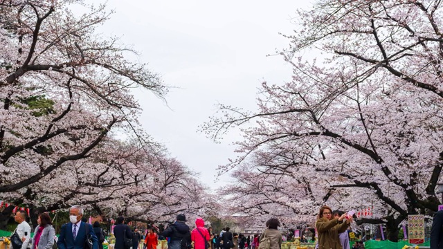 上野公园樱花节的时间间隔。上野公园是日本东京最好的地方之一视频素材