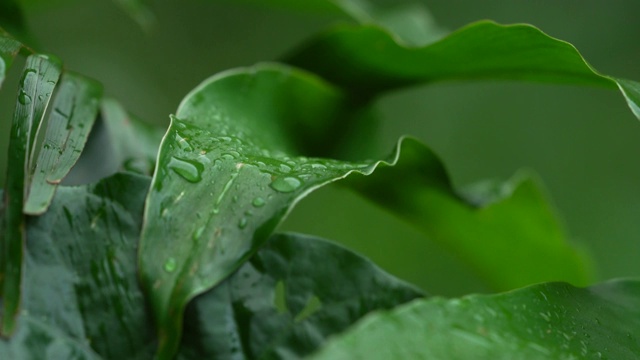 近距离观察带有水滴的绿色植物叶子视频素材