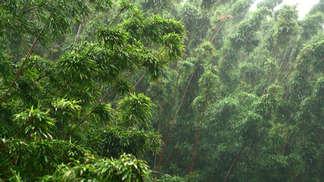 雨林中的竹子在雾中伴着风雨视频素材