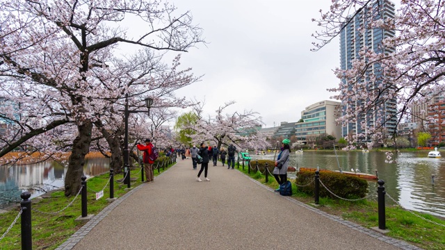 上野公园樱花节的时间间隔。上野公园是日本东京最好的地方之一视频素材