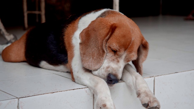 放松的小猎犬视频下载