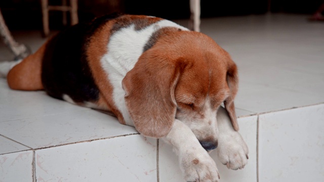 小猎犬冷静下来了!视频下载