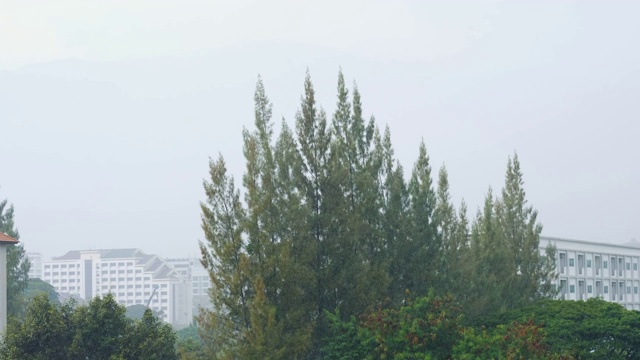 大雨在镇与松树和建筑视频素材