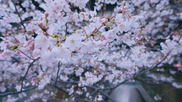 东京目黑运河的樱花视频素材