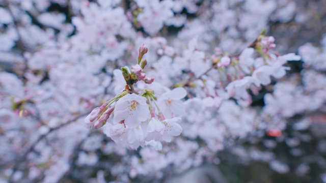 东京目黑运河的樱花视频素材