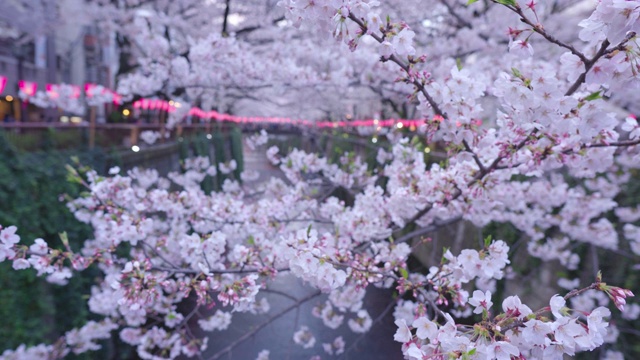 东京目黑运河的樱花视频素材