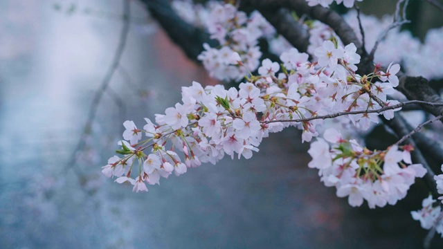 东京目黑运河的樱花视频素材