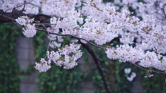 东京目黑运河的樱花视频素材