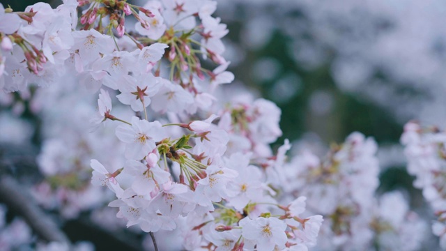 东京目黑运河的樱花视频素材