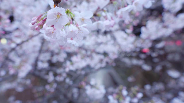 东京目黑运河的樱花视频素材