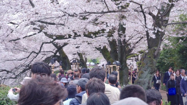 东京上野公园的樱花节视频素材