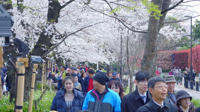 东京上野公园的樱花节视频素材