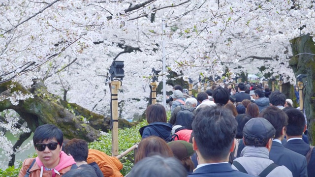 东京上野公园的樱花节视频素材