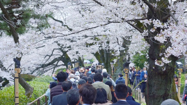 东京上野公园的樱花节视频素材