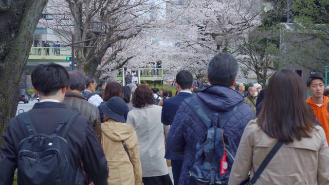 东京上野公园的樱花节视频素材