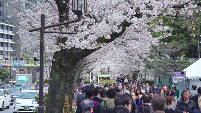 东京上野公园的樱花节视频素材